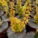 Dráč thunbergov (Berberis thunbergii) ´GOLDEN TOWER´ výška: 20-30 cm, kont. C2L